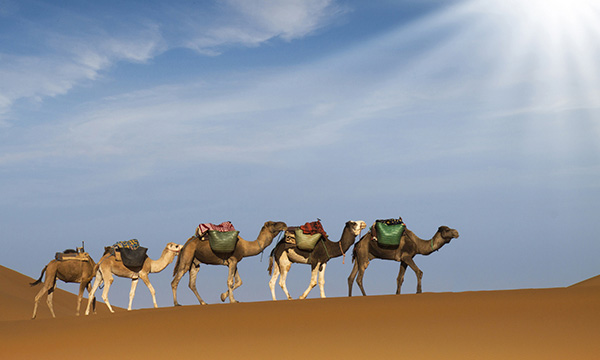 SAP S/4HANA Transport Management