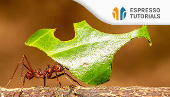 Schnelleinstieg in SAP S/4HANA TM – Transportation Management