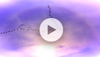 Liderazgo del cambio en implementaciones de SAP S/4HANA