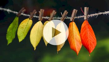 New Video Tutorials – Embedded Operational Analytics – Order to Cash Cycle