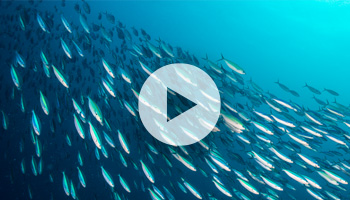 Sneak Peek: SAP S/4HANA Finance for Group Reporting