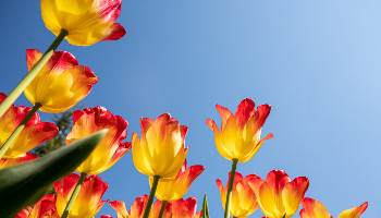 S4GL-010 SAP Fiori Launchpad und Apps Schulungsunterlagen